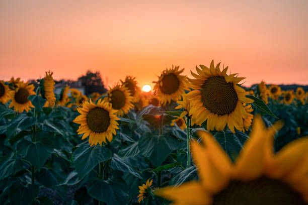Poster Sunflower field at beautiful sunset.