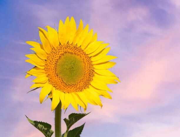 Poster Sunflower flower in spring against the