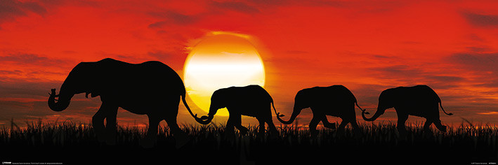 A0 A1 A2 A3 A4 Maxi Elephant Sunset Wildscape Large Poster Wall Art Print 