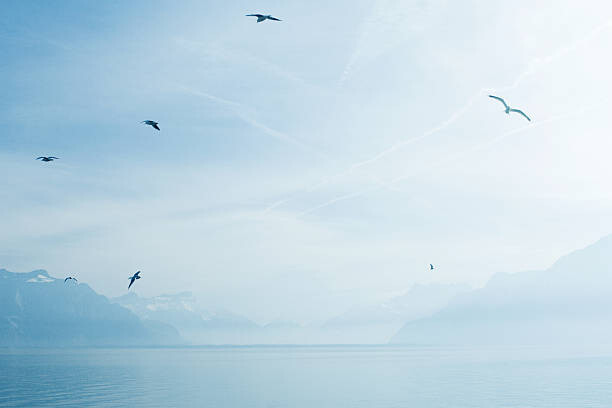 Poster Switzerland, gulls flying over Lake Geneva