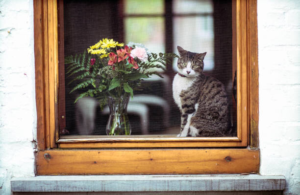 Poster Tabby cat and bouquet flowers through a window
