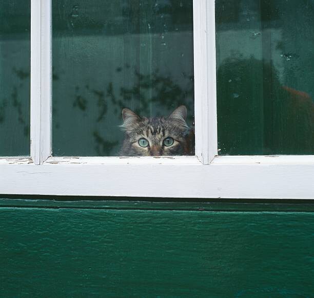 Poster Tabby cat looking through a window
