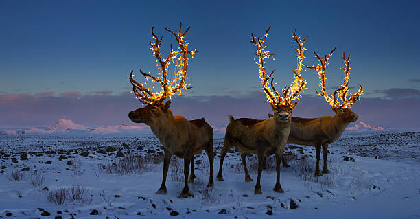 Poster Three reindeers with lights in antlers