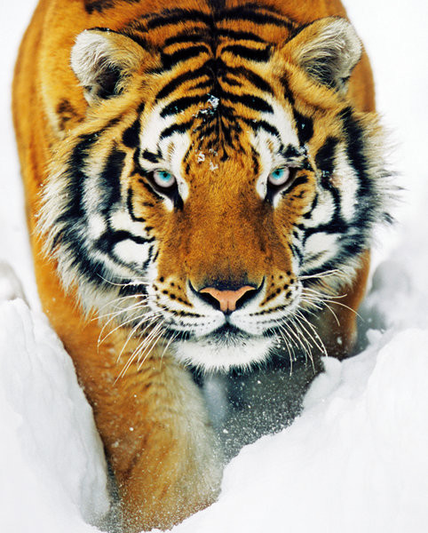 Poster Tiger - snow | Wall Art | 3+1 FREE | Europosters