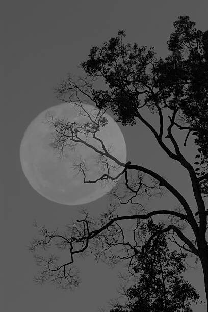 Poster Tree and the moon