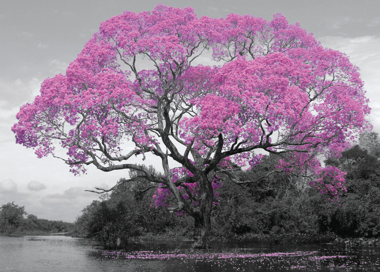 Tree - Blossom Poster