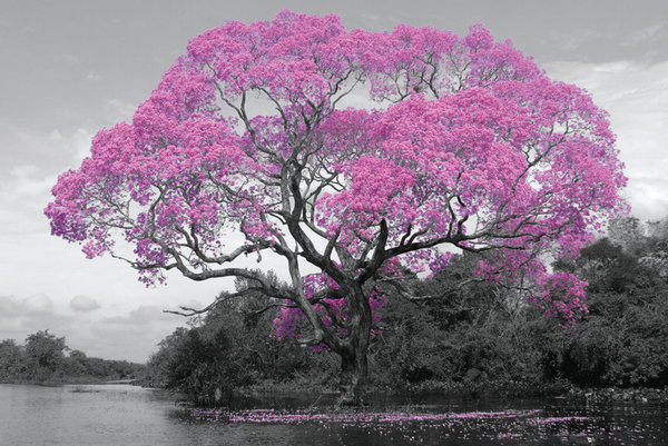 Tree - Pink Blossom Poster
