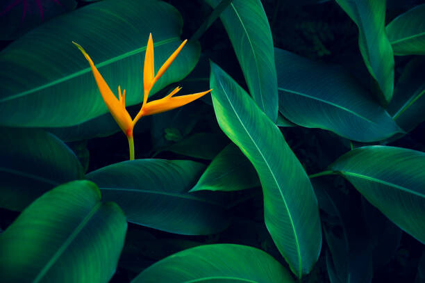 Poster tropical leaves colorful flower on dark