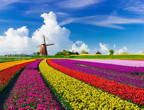 Poster Tulips and Windmills