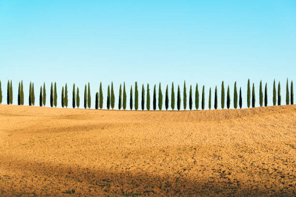 Poster Tuscany landscape of cypresses trees, Val