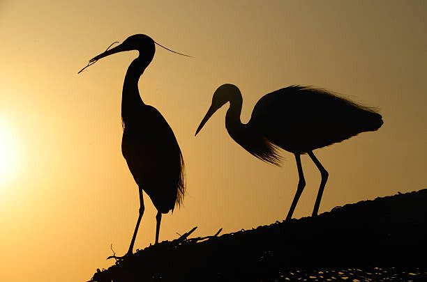 Poster two heron gathering in the sunset
