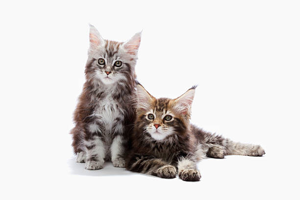 Плакат Two kittens of Maine coon cat