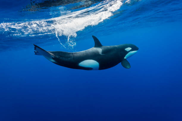 Poster Underwater view of a female orca