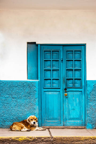 Poster VA106  dog keeping beside door