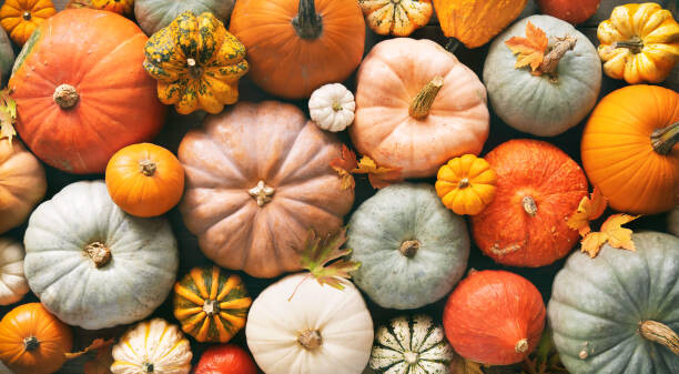 Poster Various fresh ripe pumpkins as background