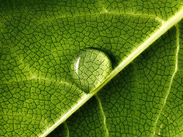 Poster water drop on leaf