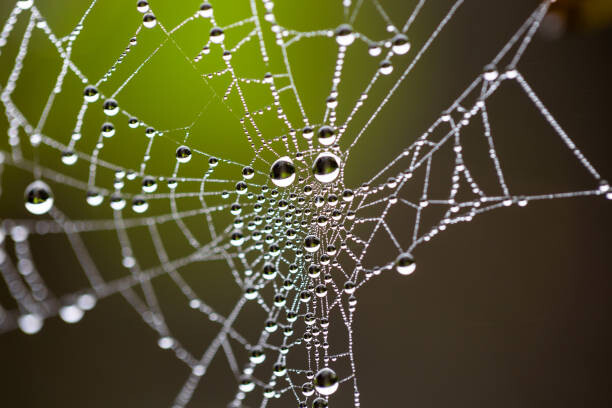 Poster Water drops on spider web needles