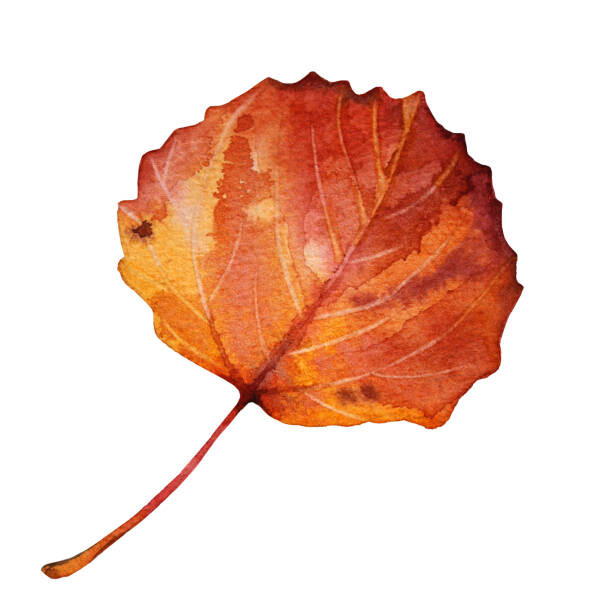Poster Watercolor hand-drawn autumn red, orange leaf