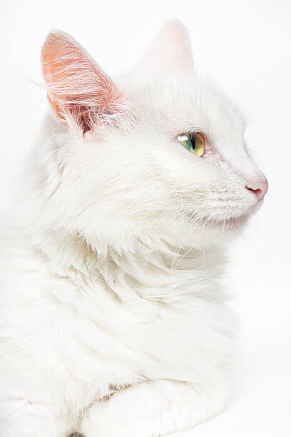 Плакат White cat