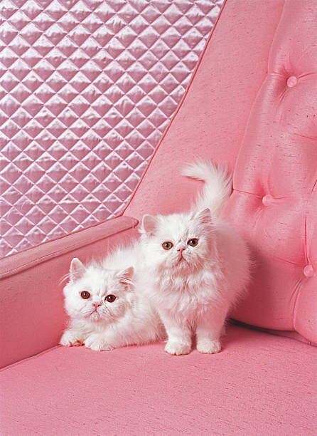 Плакат White Persian cats on pink sofa
