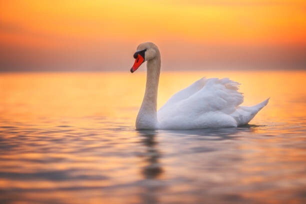 Poster White swan in the sea water,sunrise shot
