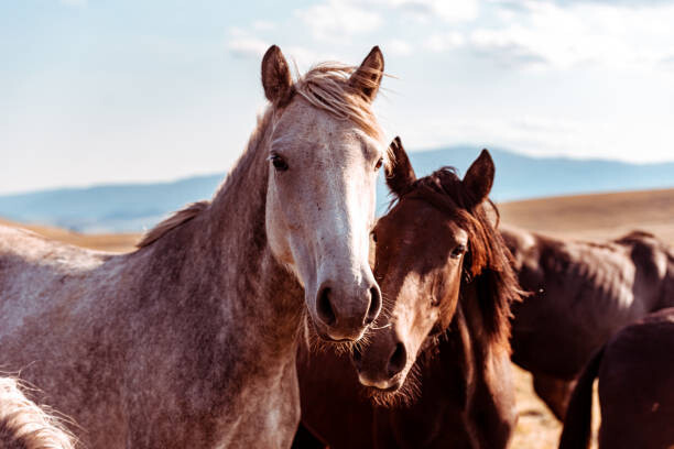 Poster Wild horses in nature reserve