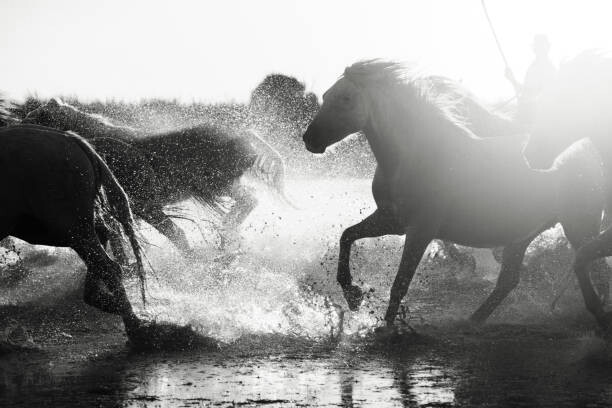 Poster Wild White Horses of Camargue running in water