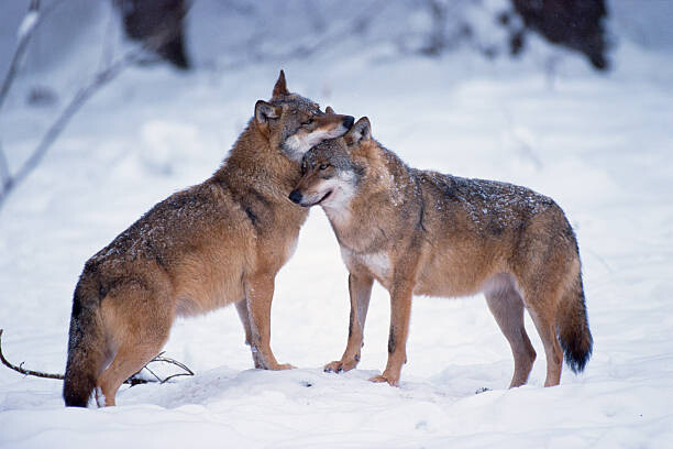 Poster Wolves snuggling in winter
