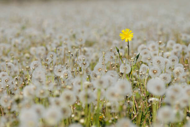 Poster Yellow Flower in meadow of dandelion