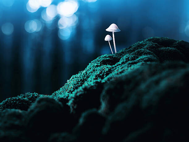 Αυτοκόλλητο Psychedelic mushrooms