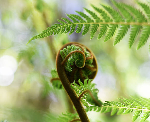 Αυτοκόλλητο Punga Fern Koru