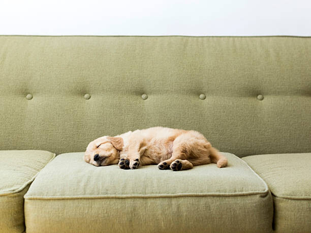 Футболка Puppy sleeping on sofa