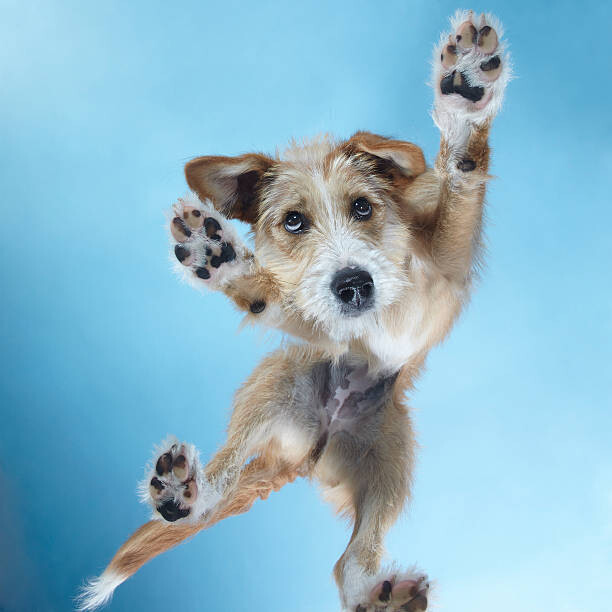 Наклейка PuppyDance2