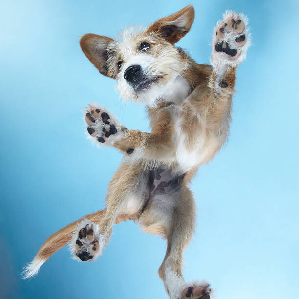 Наклейка PuppyDance3