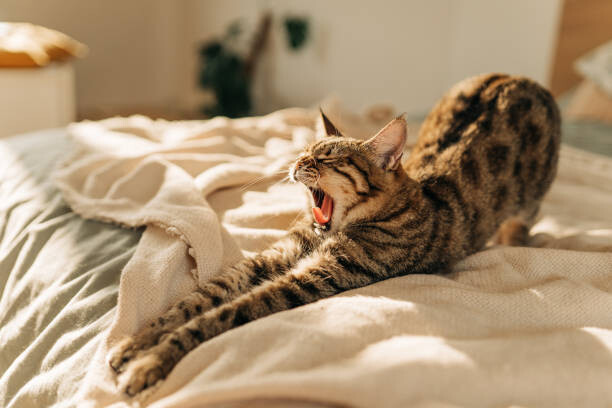 Αυτοκόλλητο Pure white cat sleeping on white bedding