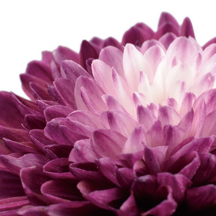 Quadro em vidro Flowers - Purple Gerbera