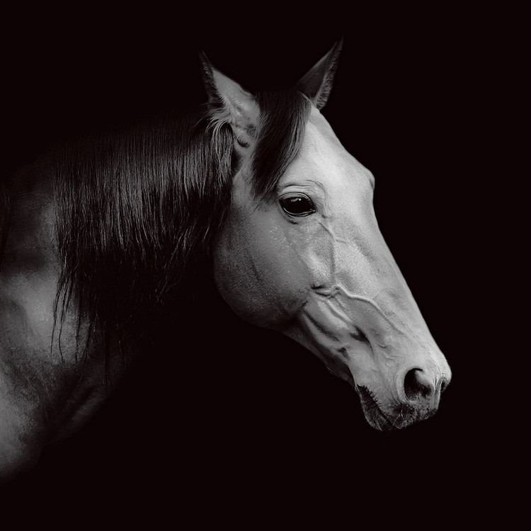 Quadro em vidro Horse - Head b&w