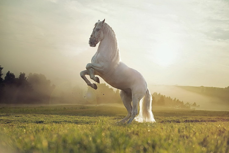 Quadro em vidro Horse - White Proud Horse