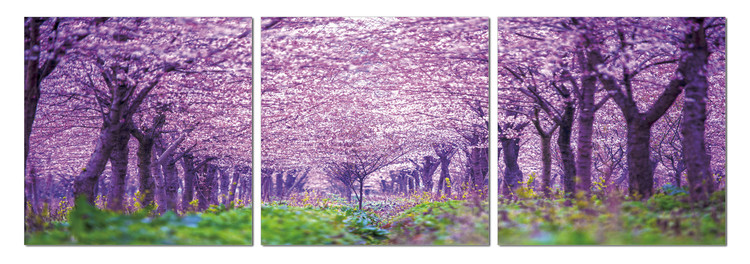 Quadro Blossoming orchard