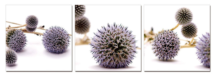 Quadro Dandelion