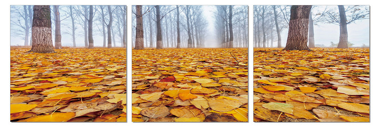 Quadro Ground covered with leaves