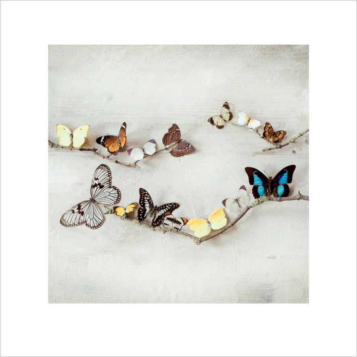 Reprodução do quadro Ian Winstanley - Array of Butterflies