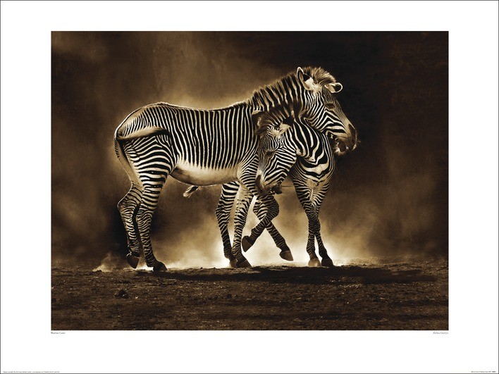 Reprodução do quadro Marina Cano - Zebra Grevys