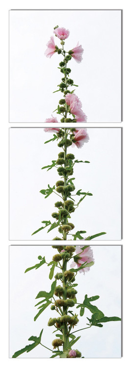 Quadro Modern design - flower with pink blossoms