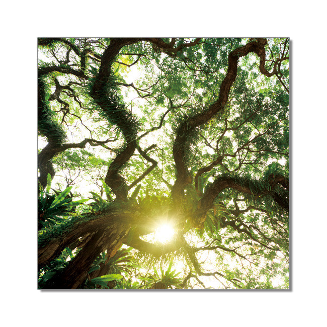 Quadro Old Green Treetop
