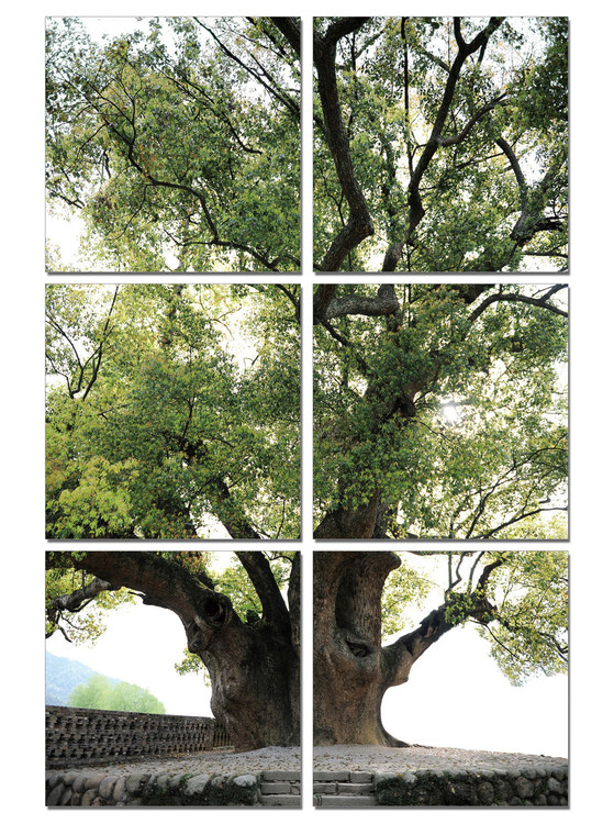 Quadro Old Tree