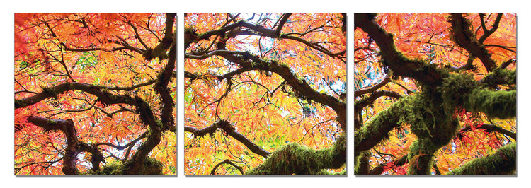 Quadro View of autumn tree's crown