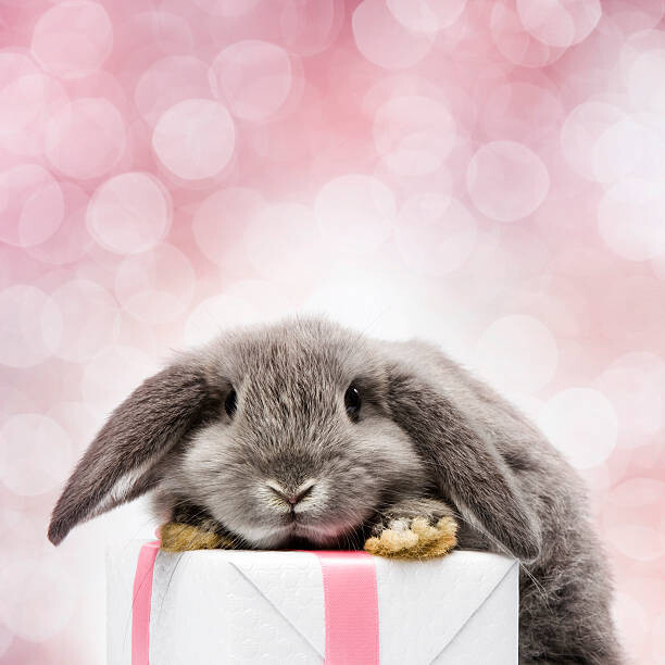 Μπλουζάκι Rabbit