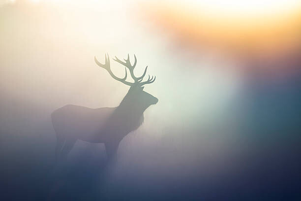 Μπλουζάκι Red Deer(Cervus elaphus)