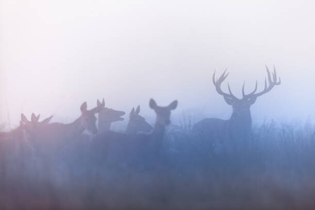 Μπλουζάκι Red deer (Cervus elaphus)